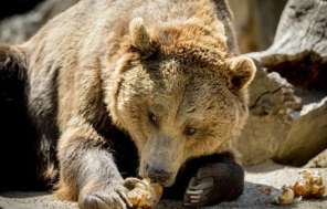 الجيش الياباني ينتشر لحماية المدن بعد هجمات شنتها &quot;الدببة&quot;