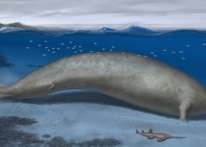 تنافس حجم الحوت الأزرق.. العثور على حفرية حوت في أميركا الجنوبية