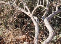 مستوطنون يقتلعون نحو 35 شجرة زيتون في سلفيت