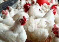 أسعار الدجاج والخضروات في غزة اليوم السبت