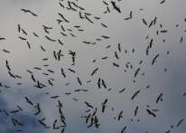 &quot;التعليم البيئي&quot; ينشر مُعطيات حول هجرة الطيور الخريفية