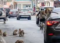 لهذا السبب.. قطعان من القردة تغزو بلدة تايلاندية