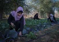 سيدات يواجهن البطالة بالزراعة في قطاع غزة