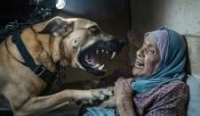 مهاجمة كلب إسرائيلي مسنة فلسطينية تشعل منصات التواصل