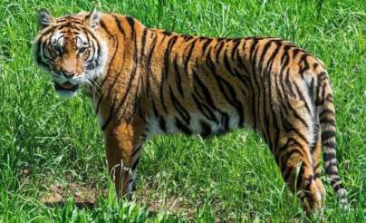 زيادة ملحوظة في نمو وتكاثر النمور البرية في بوتان