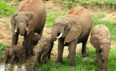 كينيا.. أنثى فيل إفريقي تلد توأمين نادرين في محمية الحياة البرية