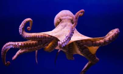 شاهد: علماء يرصدون الأخطبوط الشبحي &#34;كاسبر&#34; في أعماق البحر