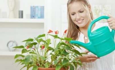 نباتات يمكن إضافتها فى غرفة طفلك.. هتحسن نفسيته