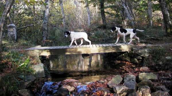 كلاب على جسر خشبي