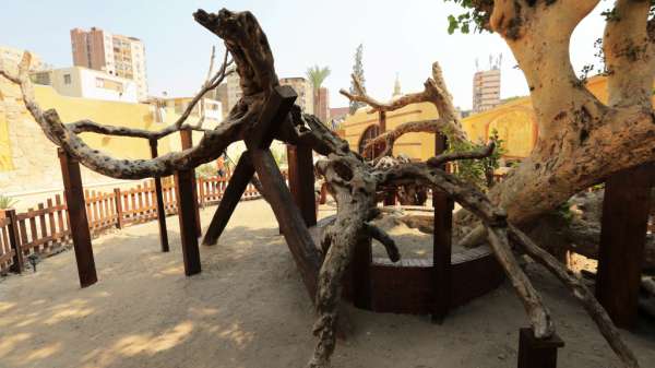 شجرة المطرية