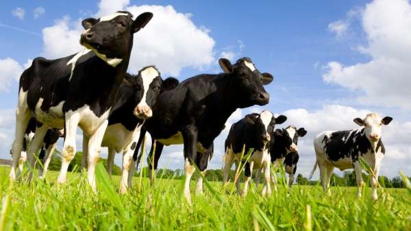 إن استهلاك اللحوم وغيرها من الماشية تشكل عبئاً على الموارد الزراعية في العالم