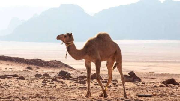 اضطر أولاند إلى ترك الجمل مع عائلة في مالي لكن الأسرة أكلت الجمل