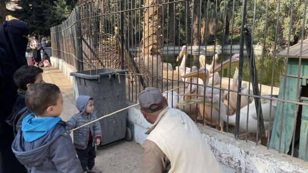 طيور البجع في حديقة حيوانات الجيزة
