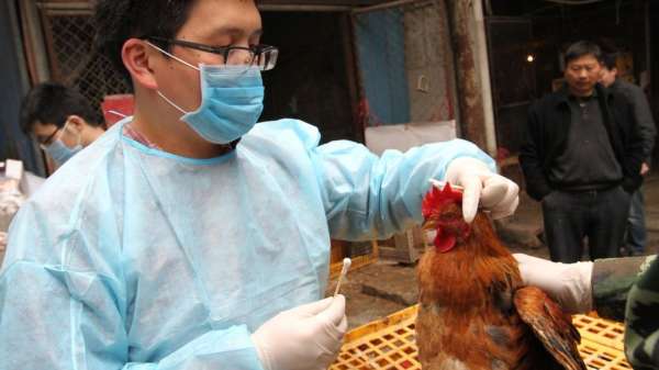 إنفلونزا الطيور في الصين
