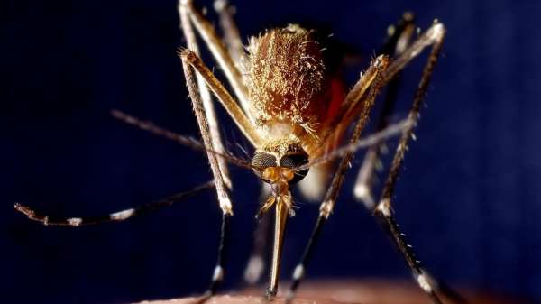 البعوض ينشر الملاريا