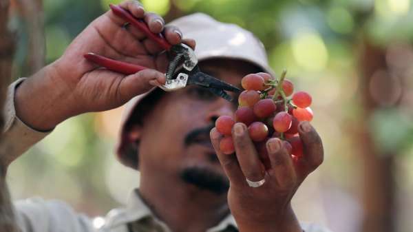 فلاح مصري يقطف العنب في أحد كروم قرية الخطاطبة في المنوفية، للتصدير إلى الاتحاد الأوروبي.