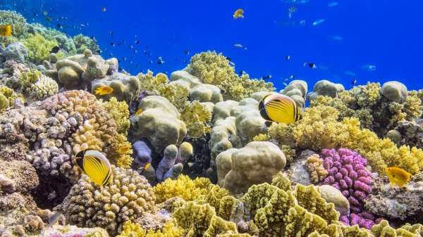 الشُعاب المرجانية الملونة في البحر الأحمر.