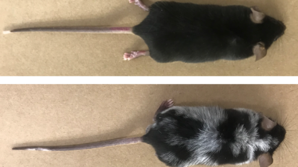 الفأر قبل التجربة (أعلى الصورة) وبعد التجربة (أسفل الصورة)