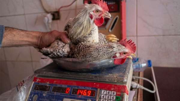 أزمة أسعار الدجاج في مصر