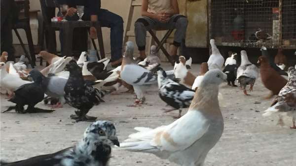 مجموعات من الحمام الملون فوق أحد منازل مربي الحمام في العاصمة الأردنية عمان