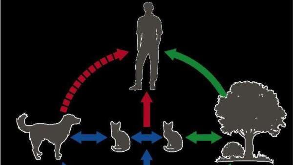 Illustration showing the transmission cycle of the Sporothrix brasiliensis