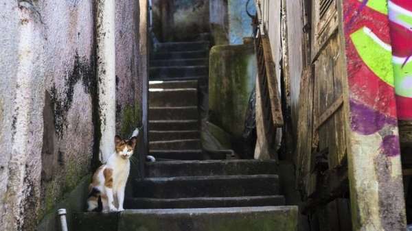 Stray cat sitting on an outdoor staircase
