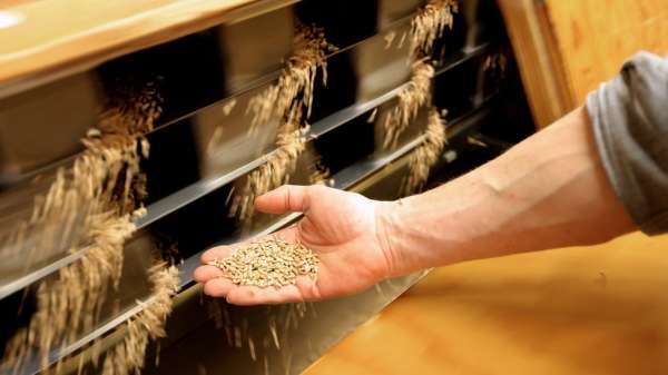 Mill owner Wendelin Blankertz checks the grain at the Donath Mill in Bad Woerishofen, Germany, 13 April 2022. The Federal Statistical Office in Germany announces a price increase of up to 43 percent for cereals, seeds and animal feed compared to the previous year. According to forecasts, the Russian invasion of Ukraine will cause prices to rise further, particularly for cereals and flour.