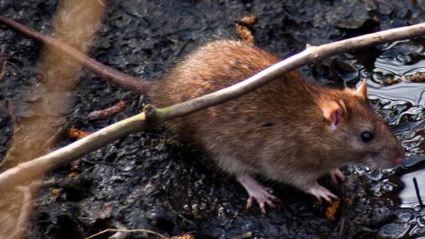 A rat in the wild standing in woodland