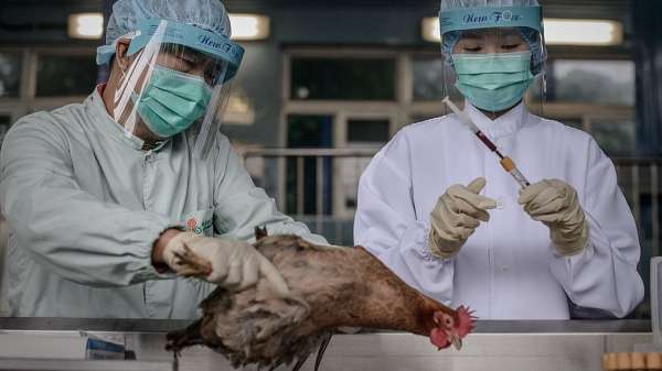 إنفلونزا الطيور في الصين