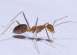 النمل المجنون يغزو سبع قرى هندية ويتسبب بأضرار كبيرة فيها